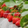 MSB01 Honghuo novas sementes de morango de alto rendimento para venda